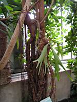 Ficus Bellingeri (fam. Moracees) (Australie) (2) (Photo F. Mrugala)